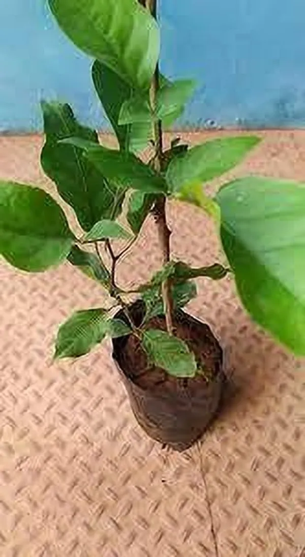 Bel_Plant_(Hybrid,_Pack_of_1)