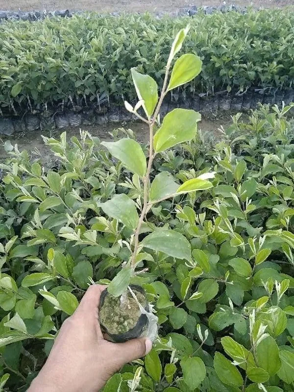 Ber_Apple_Plant_(Hybrid,_Pack_of_1)
