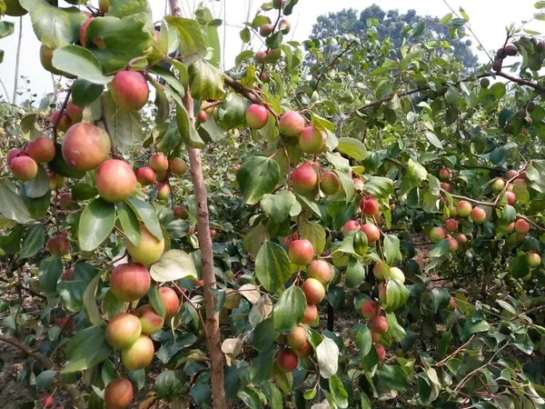 Ber_Apple_Plant_(Hybrid,_Pack_of_1)