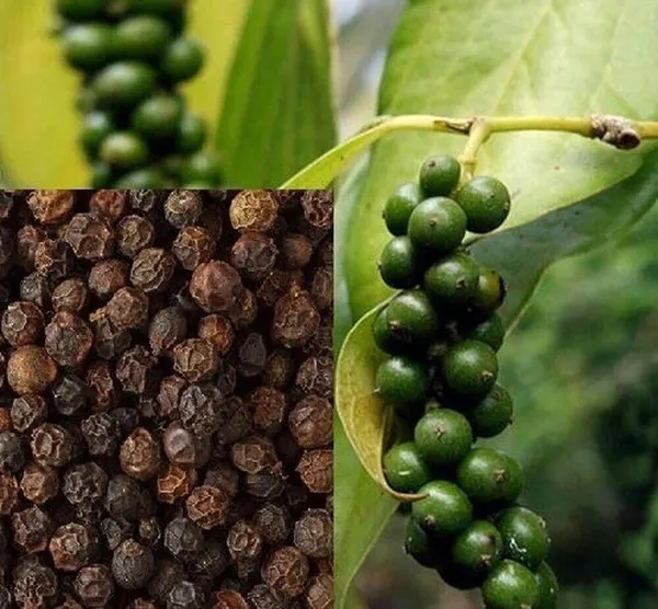 Black_Pepper_Plant_(Hybrid,_Pack_of_1)