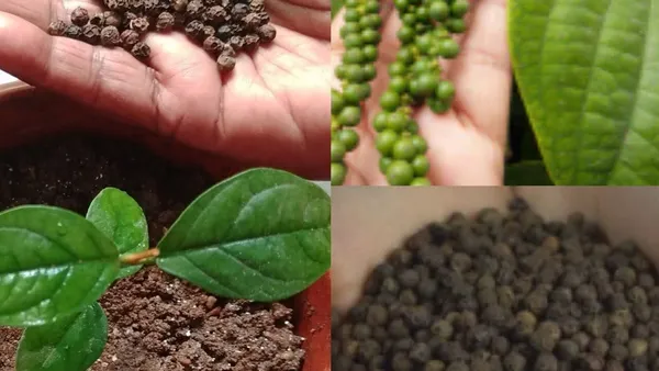 Black_Pepper_Plant_(Hybrid,_Pack_of_1)