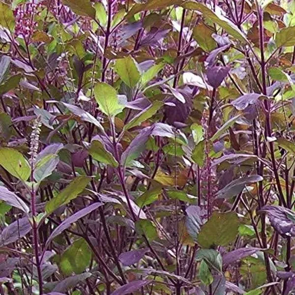 Tulsi_Plant_(Hybrid,_Pack_of_1)