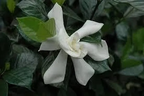 Night_Bloom_Jasmine_Plant_(Hybrid,_Pack_of_1)