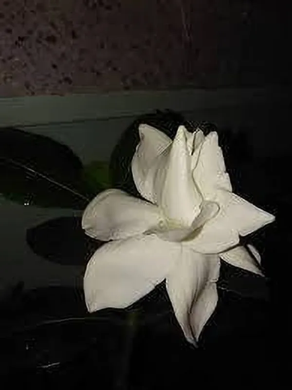 Night_Bloom_Jasmine_Plant_(Hybrid,_Pack_of_1)