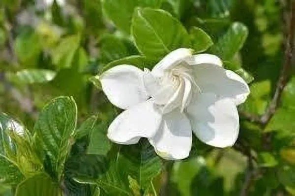 Night_Bloom_Jasmine_Plant_(Hybrid,_Pack_of_1)