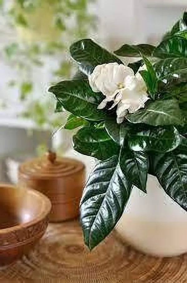 Night_Bloom_Jasmine_Plant_(Hybrid,_Pack_of_1)