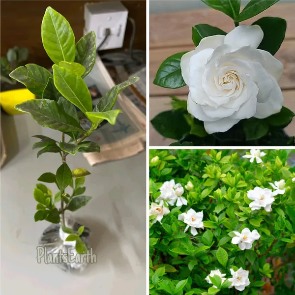 Jasmine_Plant_(Hybrid,_Pack_of_1)