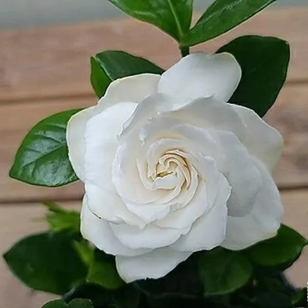 Jasmine_Plant_(Hybrid,_Pack_of_1)