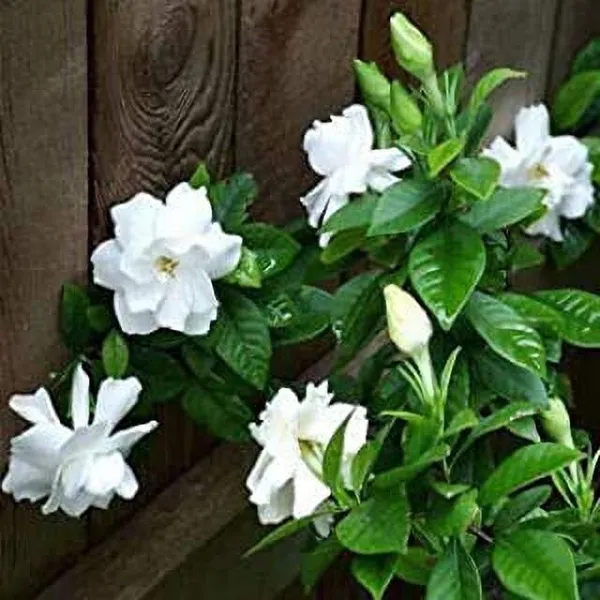 Night_Bloom_Jasmine_Plant_(Hybrid,_Pack_of_1)