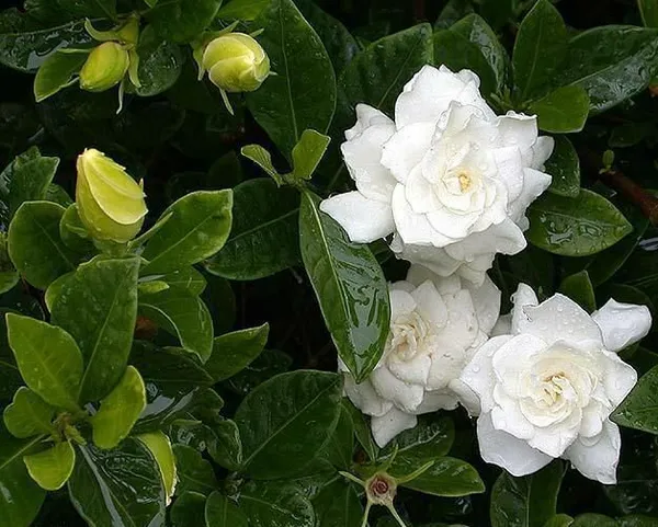 Jasmine_Plant_(Hybrid,_Pack_of_1)