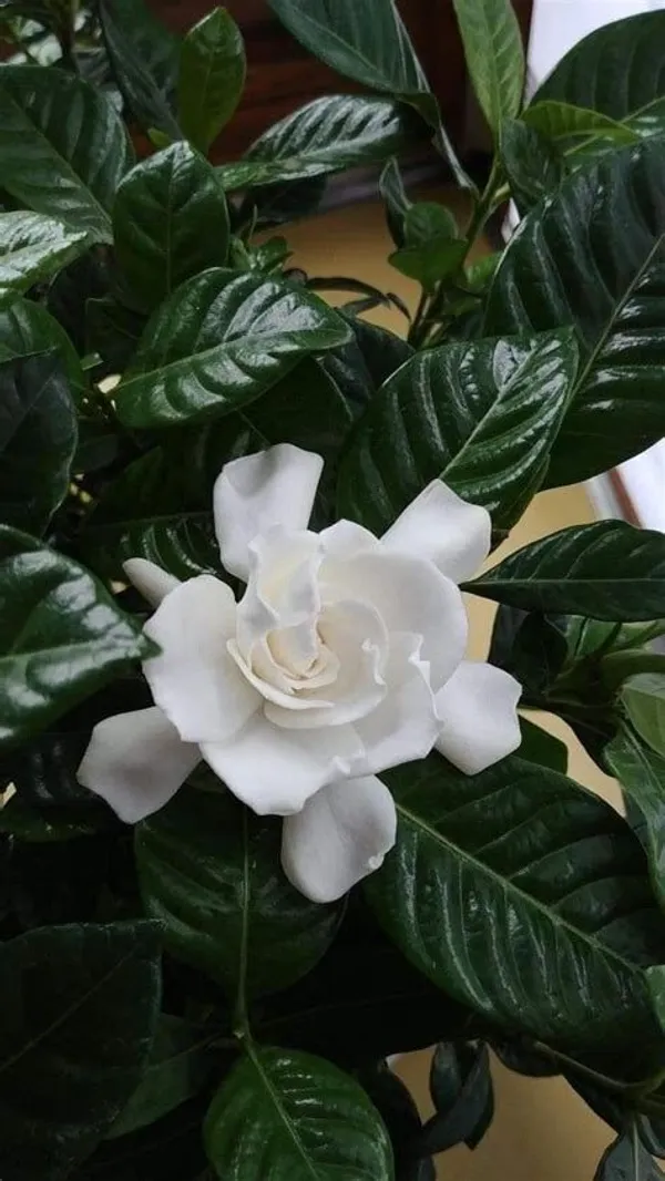 Jasmine_Plant_(Hybrid,_Pack_of_1)