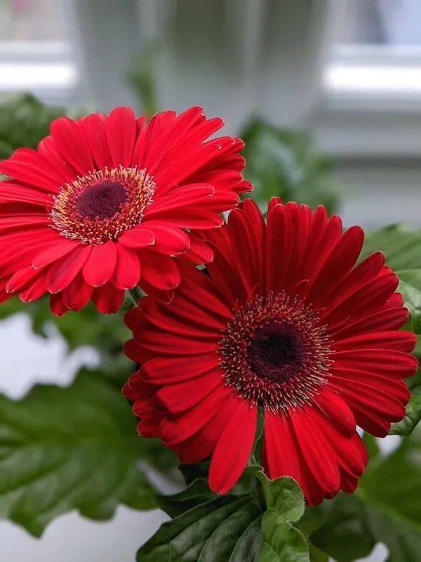 Gerbera_Plant_(Hybrid,_Pack_of_1)
