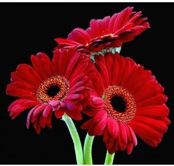 Gerbera_Plant_(Hybrid,_Pack_of_1)