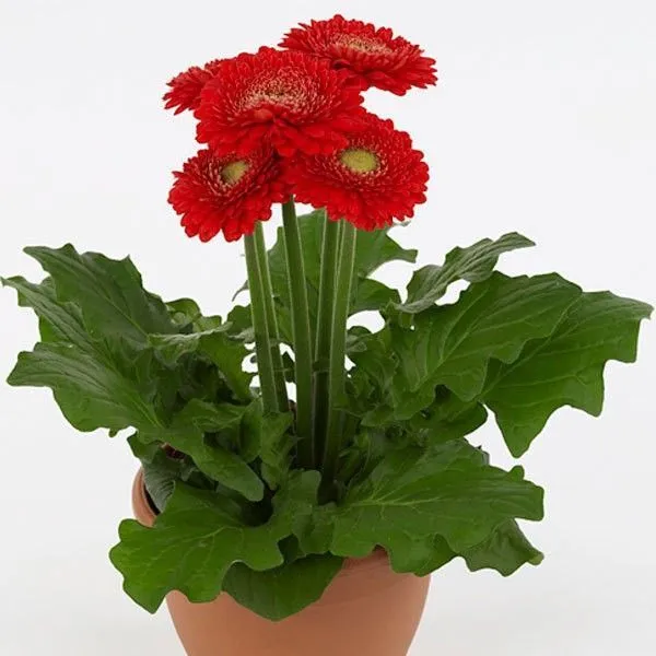 Gerbera_Plant_(Hybrid,_Pack_of_1)