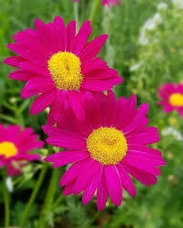 Gerbera_Plant_(Hybrid,_Pack_of_1)