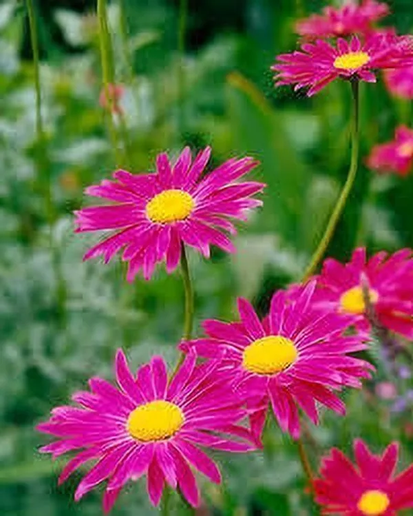 Gerbera_Plant_(Hybrid,_Pack_of_1)