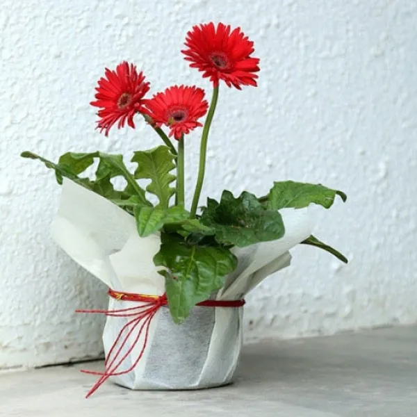 Gerbera_Plant_(Hybrid,_Pack_of_1)