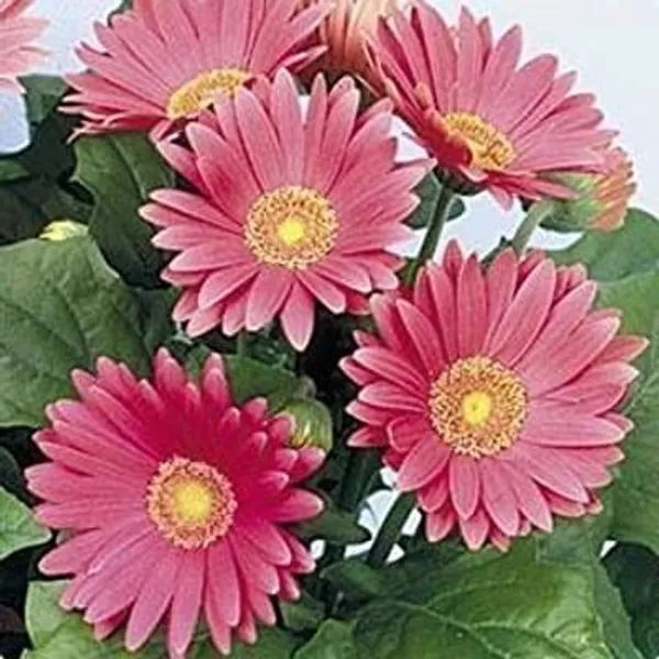 ZZ_Plant_(Hybrid,_Pack_of_1)