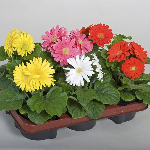 ZZ_Plant_(Hybrid,_Pack_of_1)