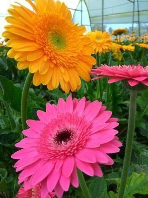 ZZ_Plant_(Hybrid,_Pack_of_1)