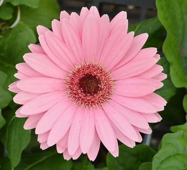 Gerbera_Plant_(Hybrid,_Pack_of_1)