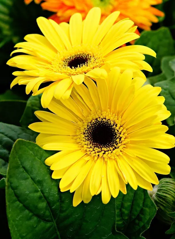Gerbera_Plant_(Hybrid,_Pack_of_1)