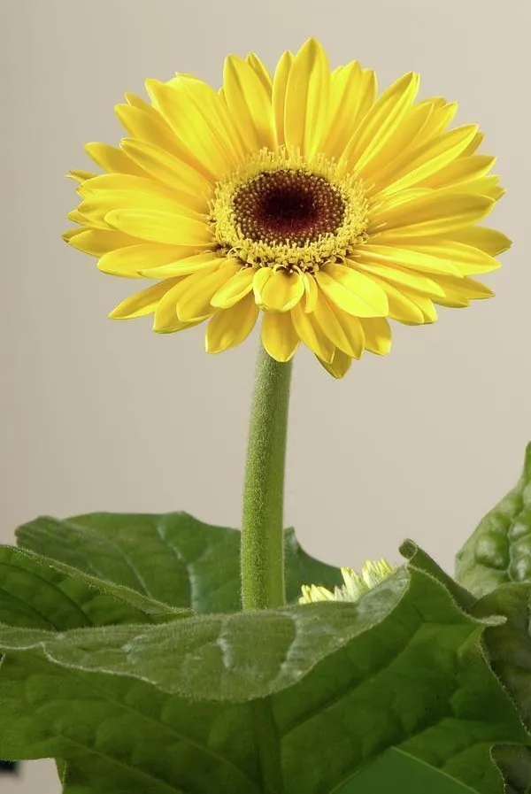 Gerbera_Plant_(Hybrid,_Pack_of_1)