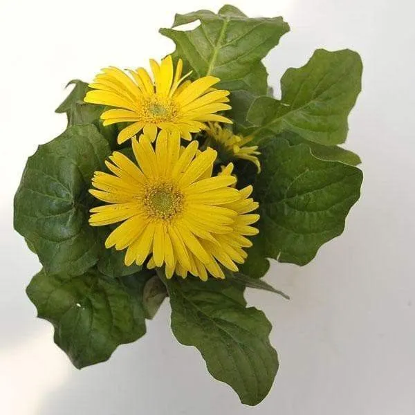 Gerbera_Plant_(Hybrid,_Pack_of_1)