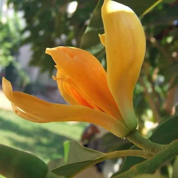 Golden_Champa_Plant_(Hybrid,_Pack_of_1)