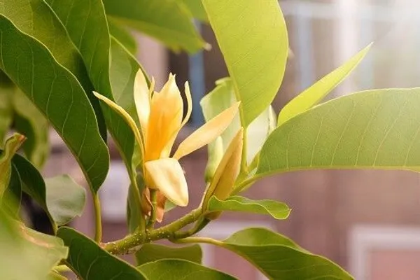 Golden_Champa_Plant_(Hybrid,_Pack_of_1)