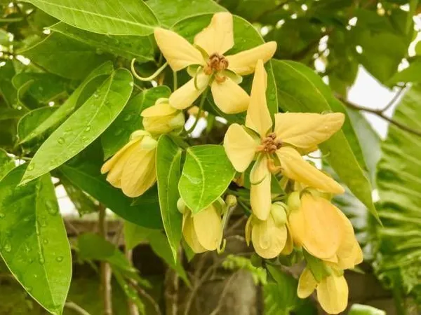 Golden_Champa_Plant_(Hybrid,_Pack_of_1)