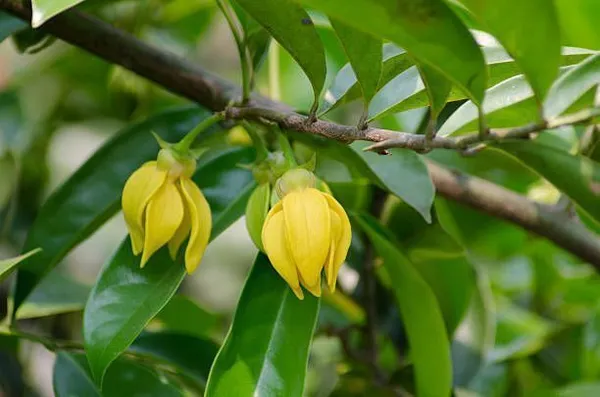 Golden_Champa_Plant_(Hybrid,_Pack_of_1)