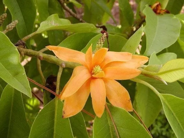 Golden_Champa_Plant_(Hybrid,_Pack_of_1)