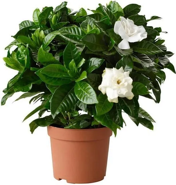 Jasmine_Plant_(Hybrid,_Pack_of_1)