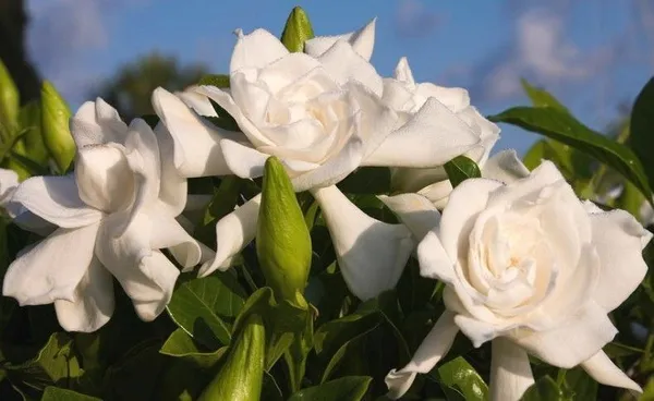 Jasmine_Plant_(Hybrid,_Pack_of_1)