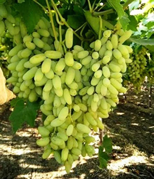 Grape_Plant_(Hybrid,_Pack_of_1)