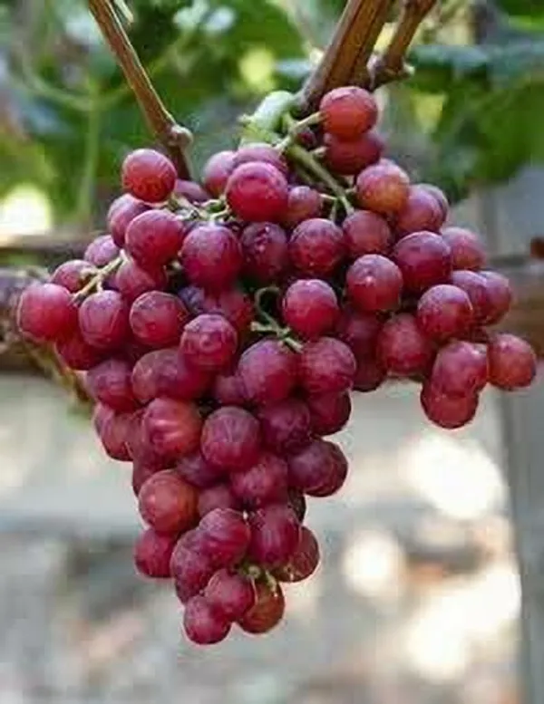 Grape_Plant_(Hybrid,_Pack_of_1)