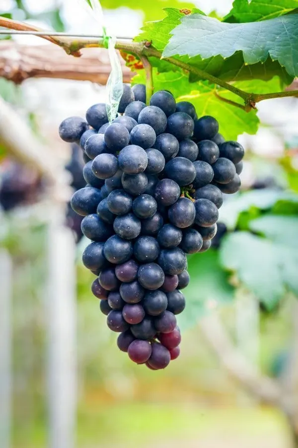 Grape_Plant_(Hybrid,_Pack_of_1)