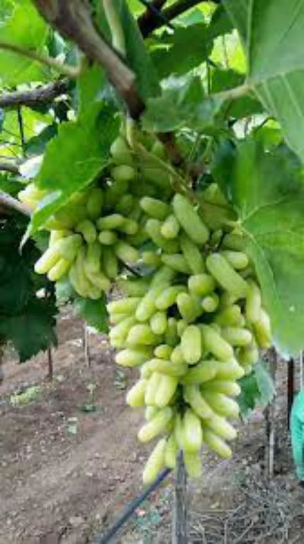 Grape_Plant_(Hybrid,_Pack_of_1)