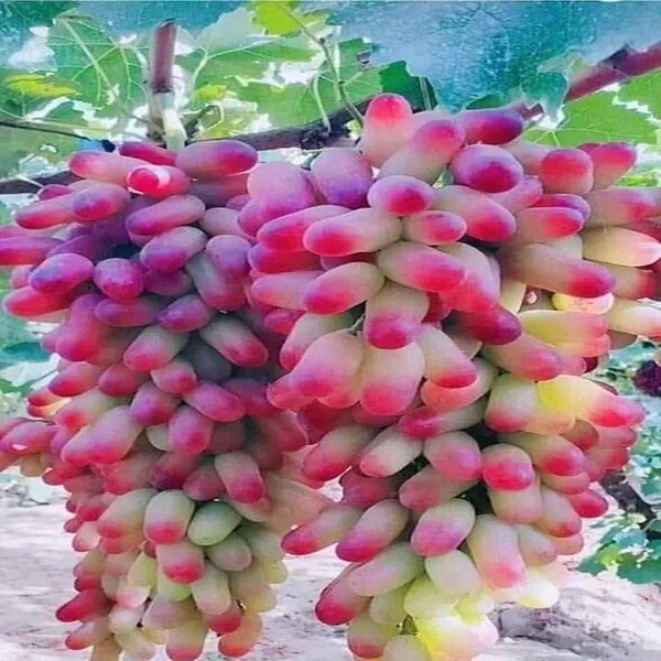 Grape_Plant_(Hybrid,_Pack_of_1)