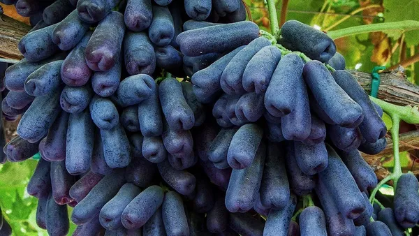 Grape_Plant_(Hybrid,_Pack_of_1)