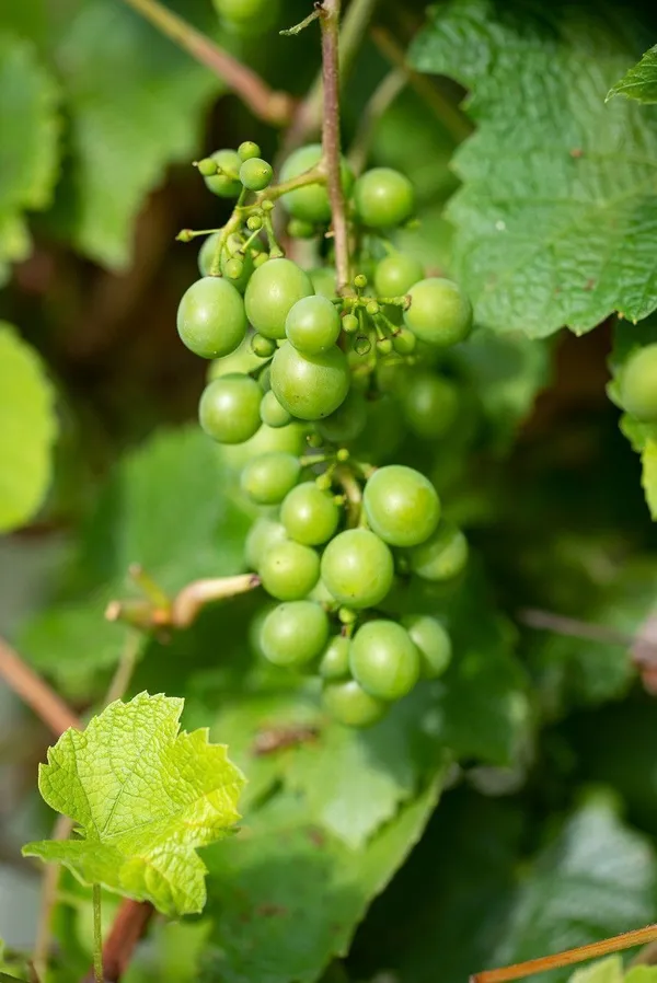 Grapes_Plant_(Hybrid,_Pack_of_1)