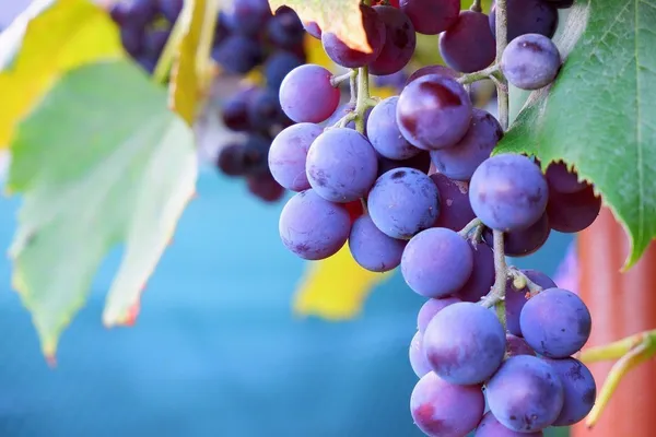 Grapes_Plant_(Hybrid,_Pack_of_1)