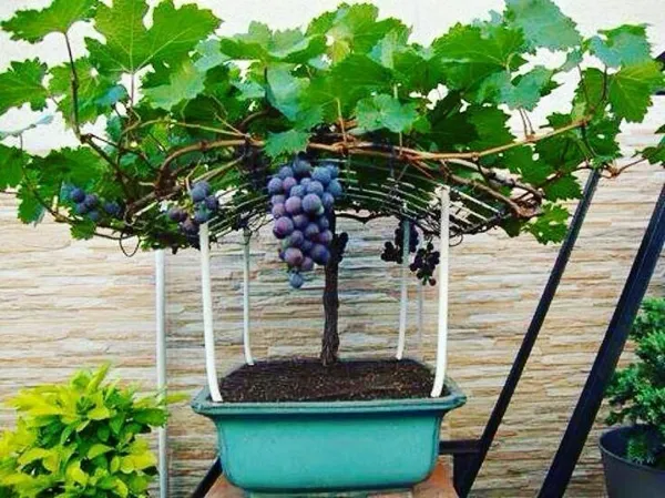 Grape_Plant_(Hybrid,_Pack_of_1)