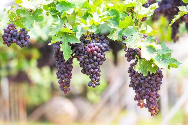 Grape_Plant_(Hybrid,_Pack_of_1)