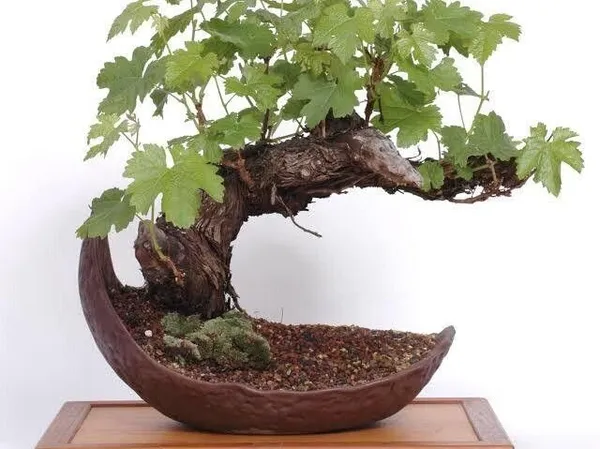 Grapes_Plant_(Hybrid,_Pack_of_1)