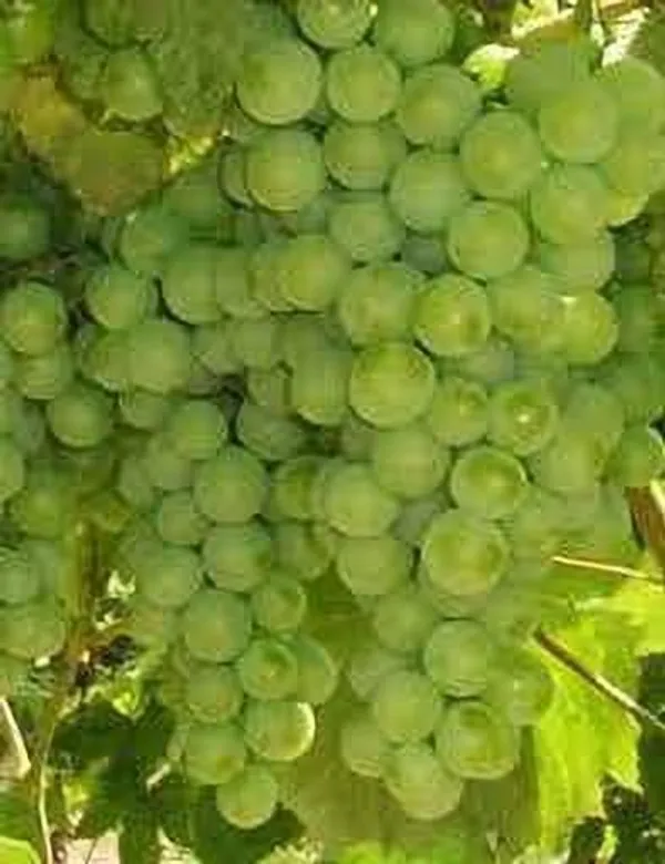 Grape_Plant_(Hybrid,_Pack_of_1)