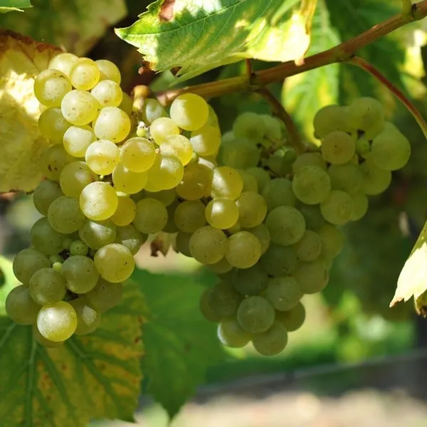 Grape_Plant_(Hybrid,_Pack_of_1)