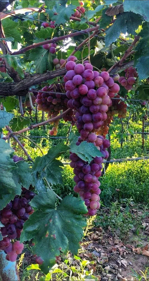 Grapes_Plant_(Hybrid,_Pack_of_1)