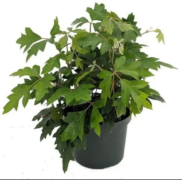 Grape_Plant_(Hybrid,_Pack_of_1)